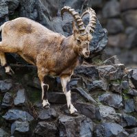 Горный козёл :: SanSan 