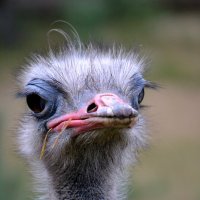 Перископ :: ирина 