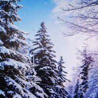 Зима в лесу :: Людмила Смородинская