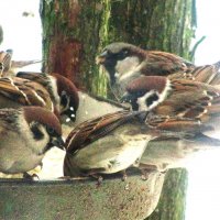 За обедом :: Людмила Смородинская