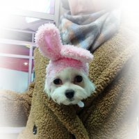 Зайка. :: Наталья Вязигина