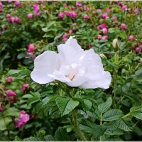 "Белая ворона" :: Лия ☼