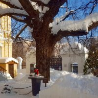 У реликтового дуба :: Galina Solovova