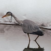 Серая цапля :: Лина 