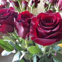 Букет :: Freddy 97