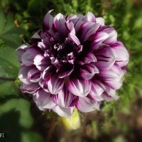 Георгин :: Freddy 97