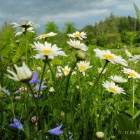 Лето :: Лидия Меркулова