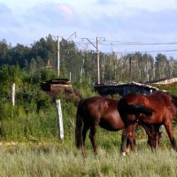 Кони красивые :: Надежда Чернецкая