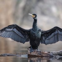 Перерыв на сушку :: Александр К.