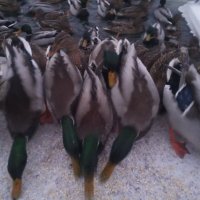 Утки :: Сапсан 