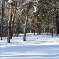 Сосновый бор в начале февраля. :: Милешкин Владимир Алексеевич 
