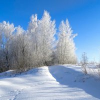 Заиндевелые деревья. :: Милешкин Владимир Алексеевич 