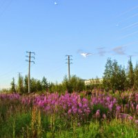 ЛАБЫТНАНГИ ЯМАЛ :: Tata Wolf