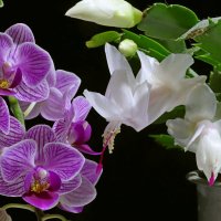 зимняя парочка :: Игорь Kуленко