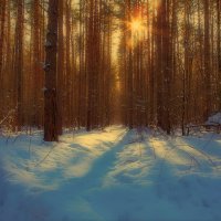 В лесу. Начало февраля. :: Николай Феофанов В лесу. Начало февраля. :: Николай Феофанов