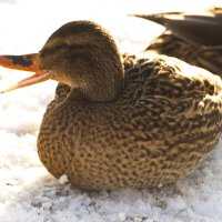 на зимовке :: Владимир Зырянов