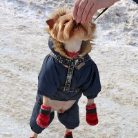 На, кушай, Юрочка... :: Светлана 