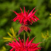 Соцветие душистой монарды. Это приятное растение я узнал совсем недавно :: Николай Зиновьев