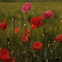 Майские маки полевые :: Valziwa 