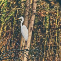 (°-°) :: Jakob Dick