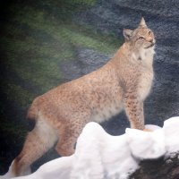 рысь :: Михаил Бибичков