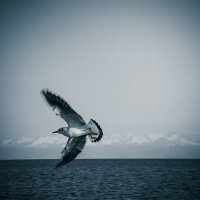 На горизонте :: Илья 