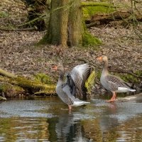 Гуси, гуси... :: Николай Гирш Гуси, гуси... :: Николай Гирш