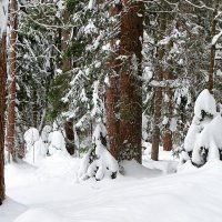 О красоте зимнего леса. :: Милешкин Владимир Алексеевич 