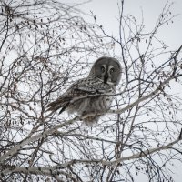 Величие зимней тишины: взгляд бородатой неясыти. :: Вадим Басов
