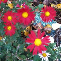 октябрьские цветы :: Елена Шаламова