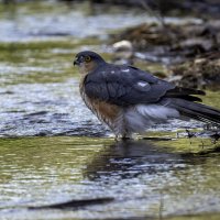 Ястреб-перепелятник. :: Alexander Amromin Ястреб-перепелятник. :: Alexander Amromin