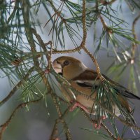 Зоркий взгляд. :: Sergey (Apg)