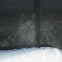 Я все вижу :: Зоя Мишина