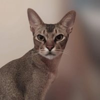 Абиссинец :: Елена Сухорученкова