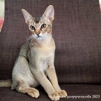 Абиссинец :: Елена Сухорученкова
