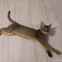 Абиссинец :: Елена Сухорученкова