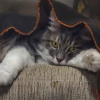 Жулик. Очень приятно.Жулик. :: LudMila 