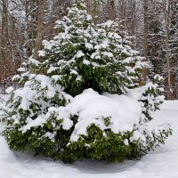 Трон для Деда Мороза :-) :: Лия ☼