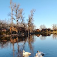 Февраль . Пруд. Лебеди... :: tatyana Февраль . Пруд. Лебеди... :: tatyana