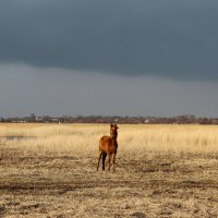 Степь :: Александр. AVG100 --- Степь :: Александр. AVG100 ---