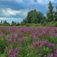 Цветут заливные луга (плакун-трава) :: елена беликова Цветут заливные луга (плакун-трава) :: елена беликова
