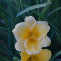 Лилейники :: Дарья Шуклина