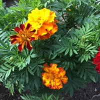 ***бархатцы*** :: Olga Oskolkova