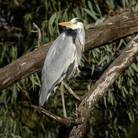 Большая серая цапля. :: Alexander Amromin Большая серая цапля. :: Alexander Amromin