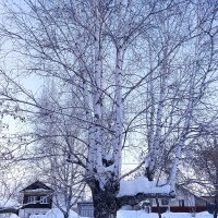 Многоствольная береза :: Любовь Сахарова