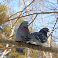 Свидание :: Галина Нестратова Свидание :: Галина Нестратова