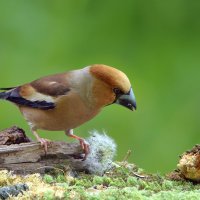 Одуванчики :: Вячеслав Минаев Одуванчики :: Вячеслав Минаев