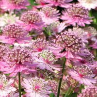 Астранция :: Лариса С.