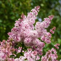 Соцветия венгерской сирени - самой морозостойкой из всех, цветет в конце июня :: Николай Зиновьев