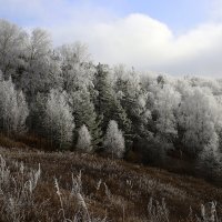 Заморозок :: Владимир Гришин Заморозок :: Владимир Гришин